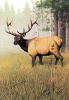 Late Summer Elk